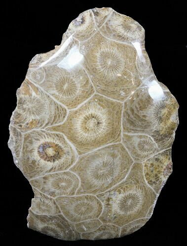 Polished Fossil Coral (Actinocyathus) - Morocco #60055